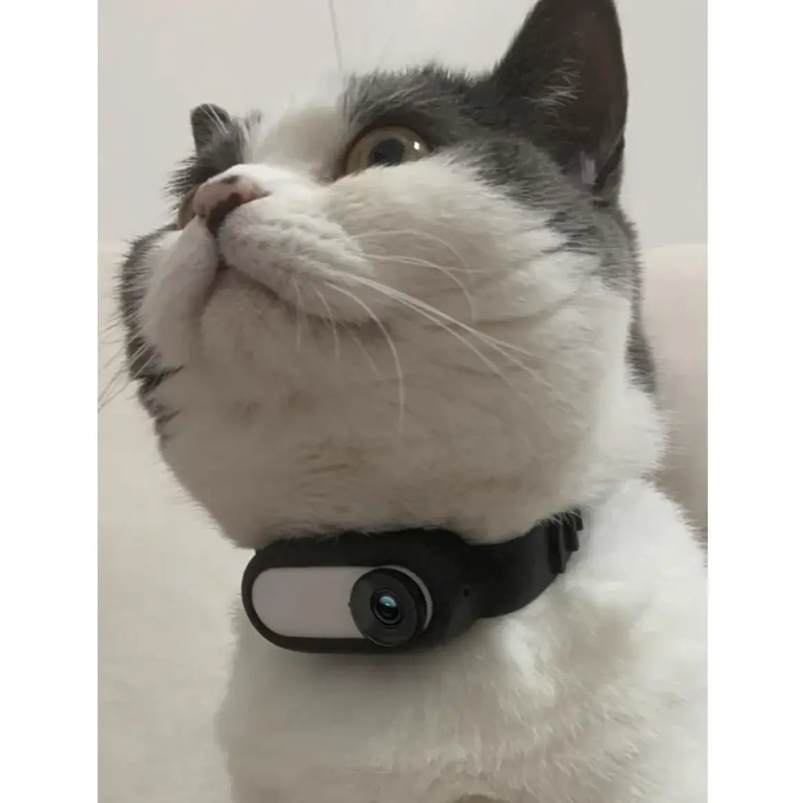 Pet Collar Camera PurrBurr