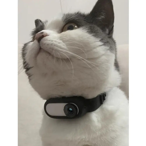 Pet Collar Camera PurrBurr