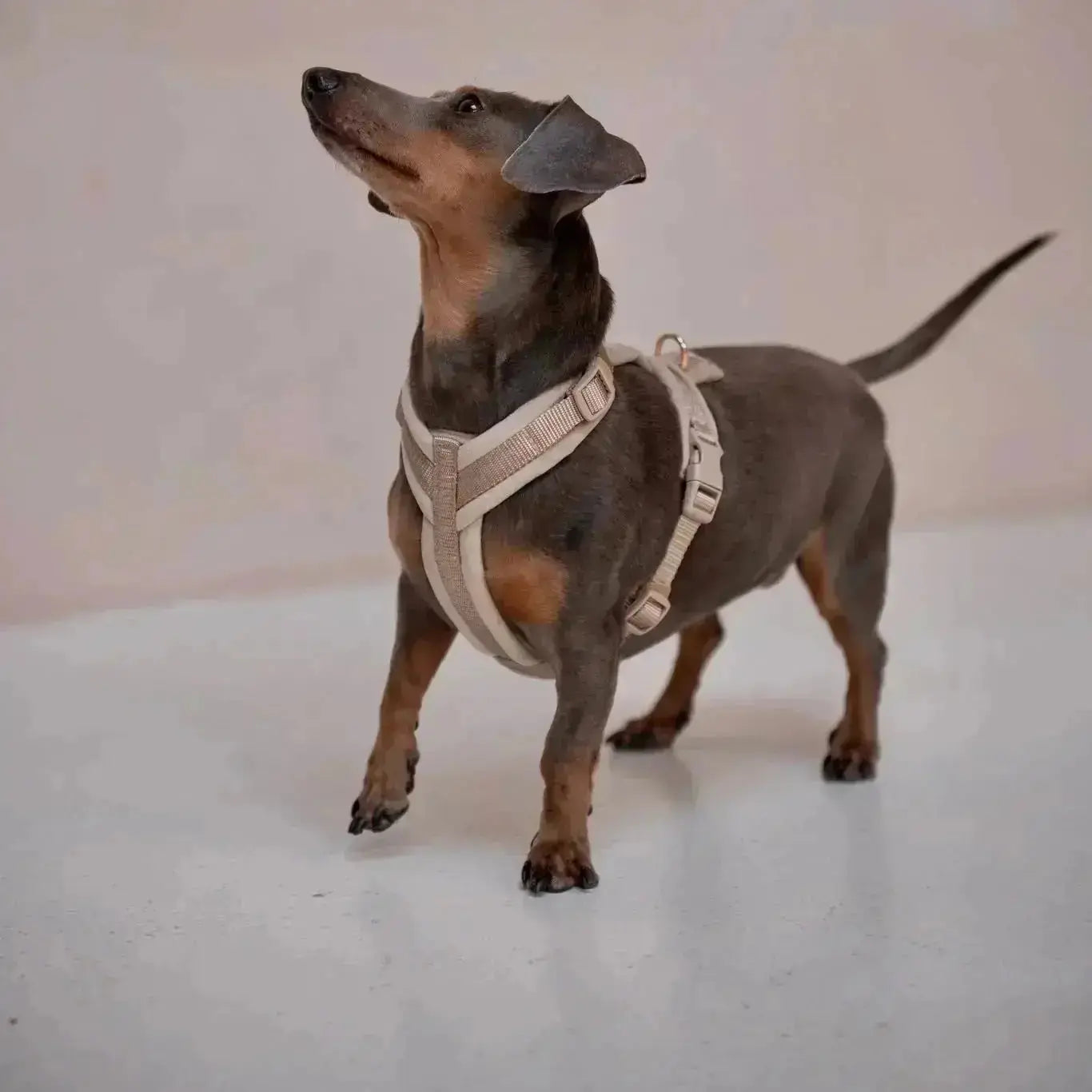 Sand - Velvet Dog Harness FURLOU