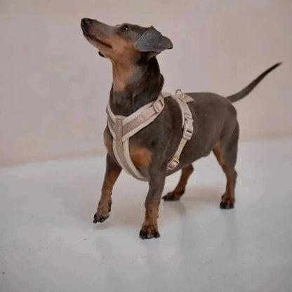 Sand - Velvet Dog Harness FURLOU