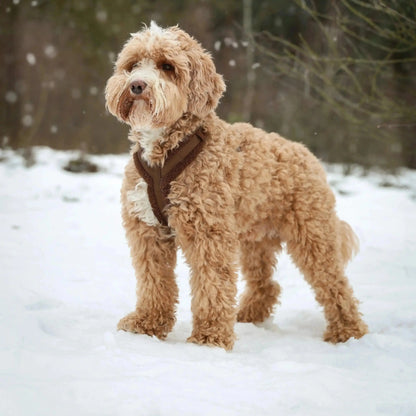 'Bordeaux' - Sherpa Dog Harness FURLOU