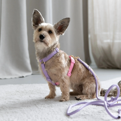 Rainbow - Dog Harness FURLOU