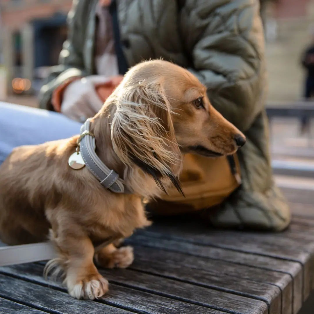 Collar - Vegan Leather Nina Woof