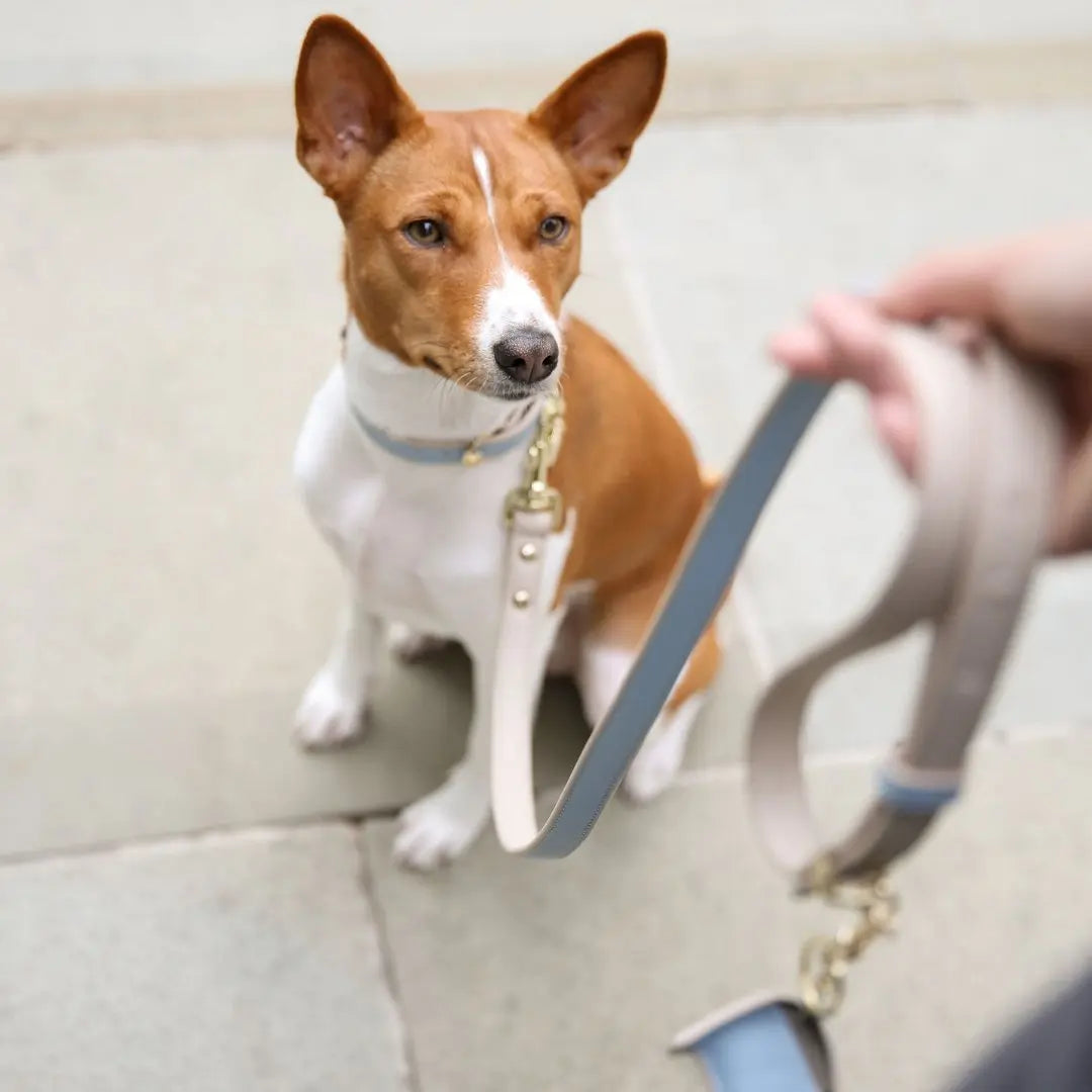 Leash 4ft - Vegan Leather - Cupertino Nina Woof