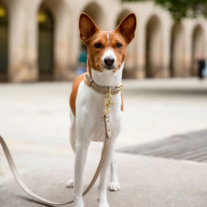 Leash 4ft - Vegan Leather - Milan Nina Woof