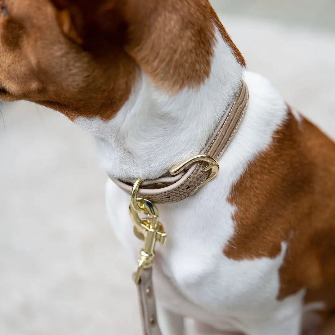 Collar - Vegan Leather - Milan Nina Woof