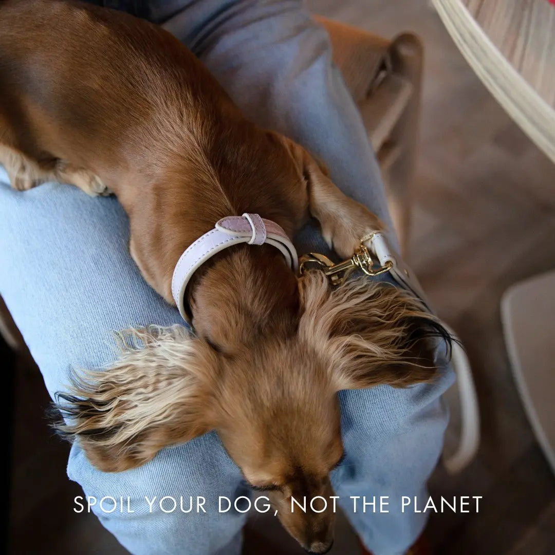 Collar - Vegan Leather - Milan Nina Woof