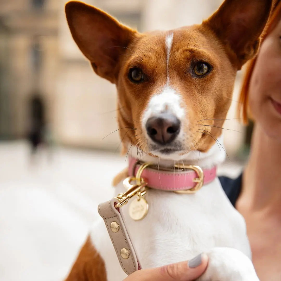 Collar - Vegan Leather - Rio Nina Woof