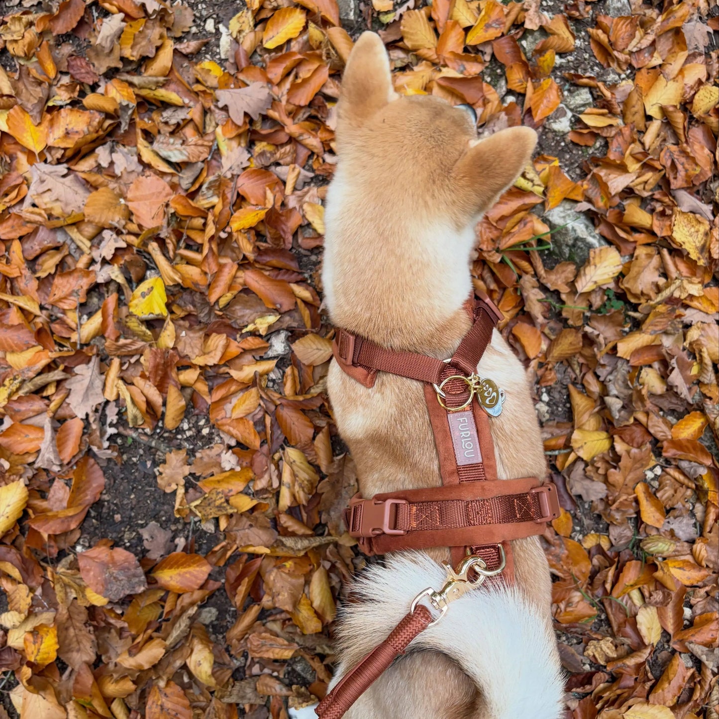 Clay - Velvet Dog Harness FURLOU